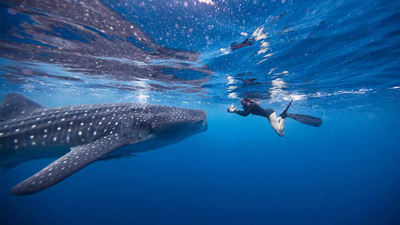 The Best Dive Spots for Whale Sharks in Saleh Bay