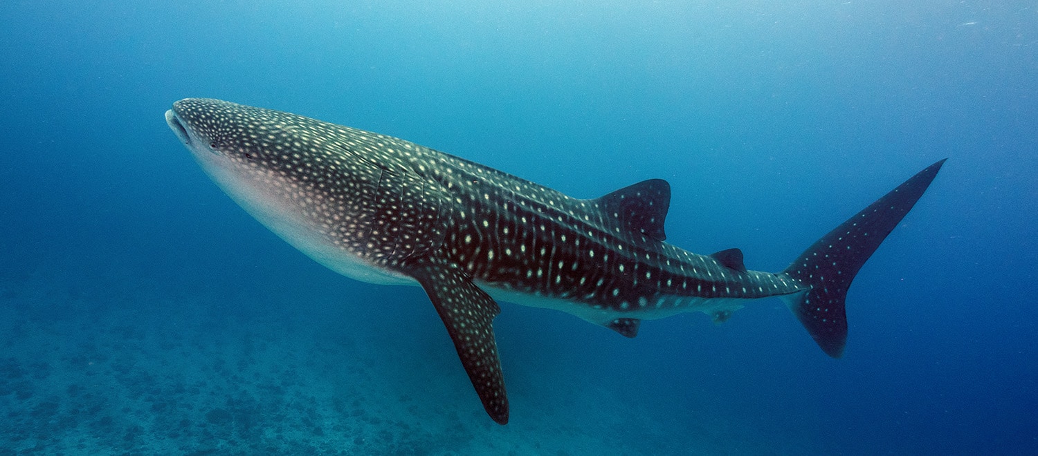 Dive into Adventure: The Ultimate Sumbawa Whale Shark Tour Experience