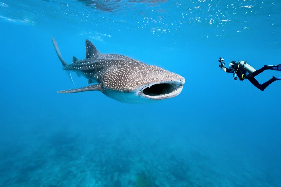 Discovering the Majestic Whale Shark in Sumbawa: A Marine Adventure Awaits