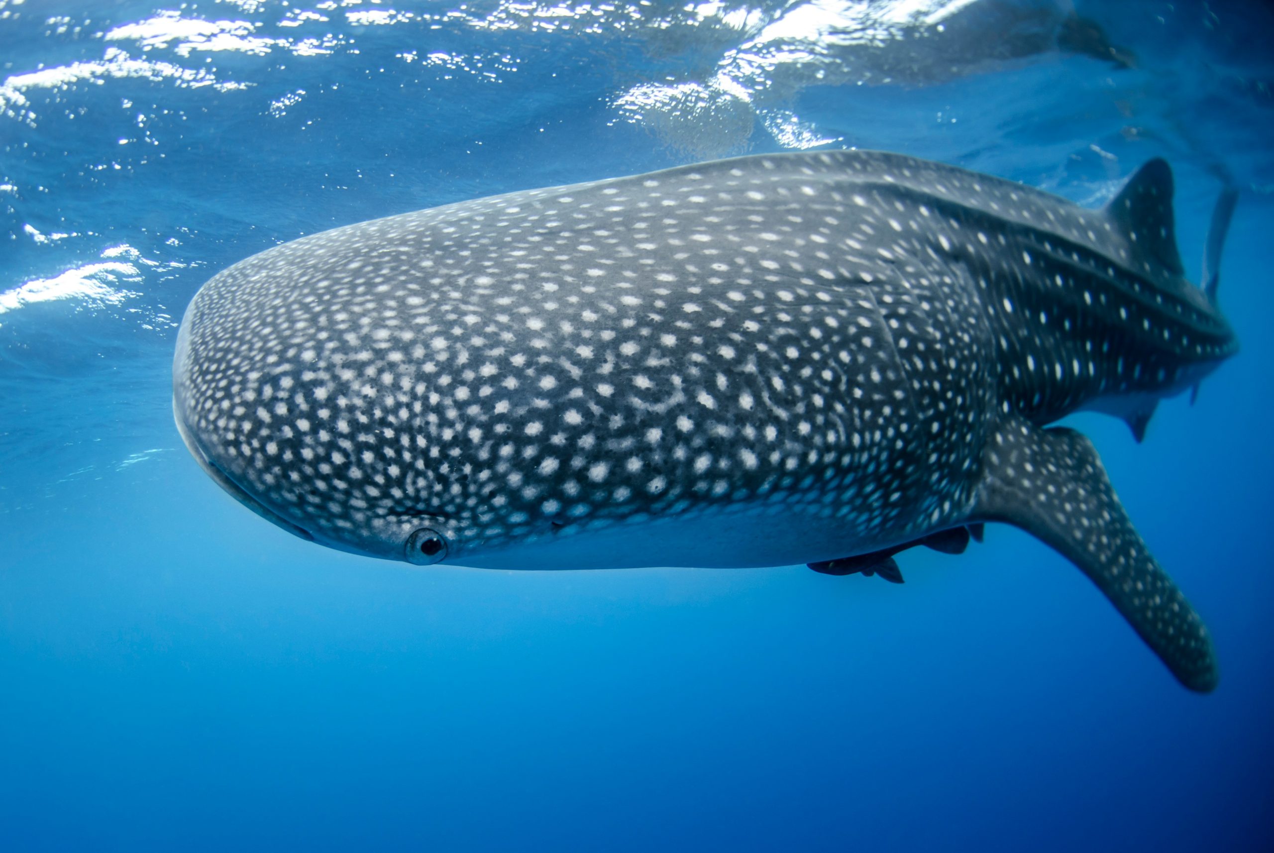 Sumbawa Whale Shark Encounters: Discover Indonesia’s Best-Kept Marine Secret