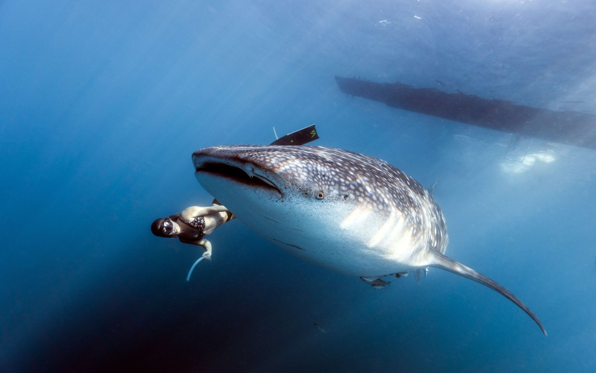 Swimming with Giants: Discovering the Whale Shark in Sumbawa, Indonesia’s Hidden Marine Treasure